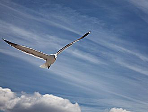 HÖHENFLUG